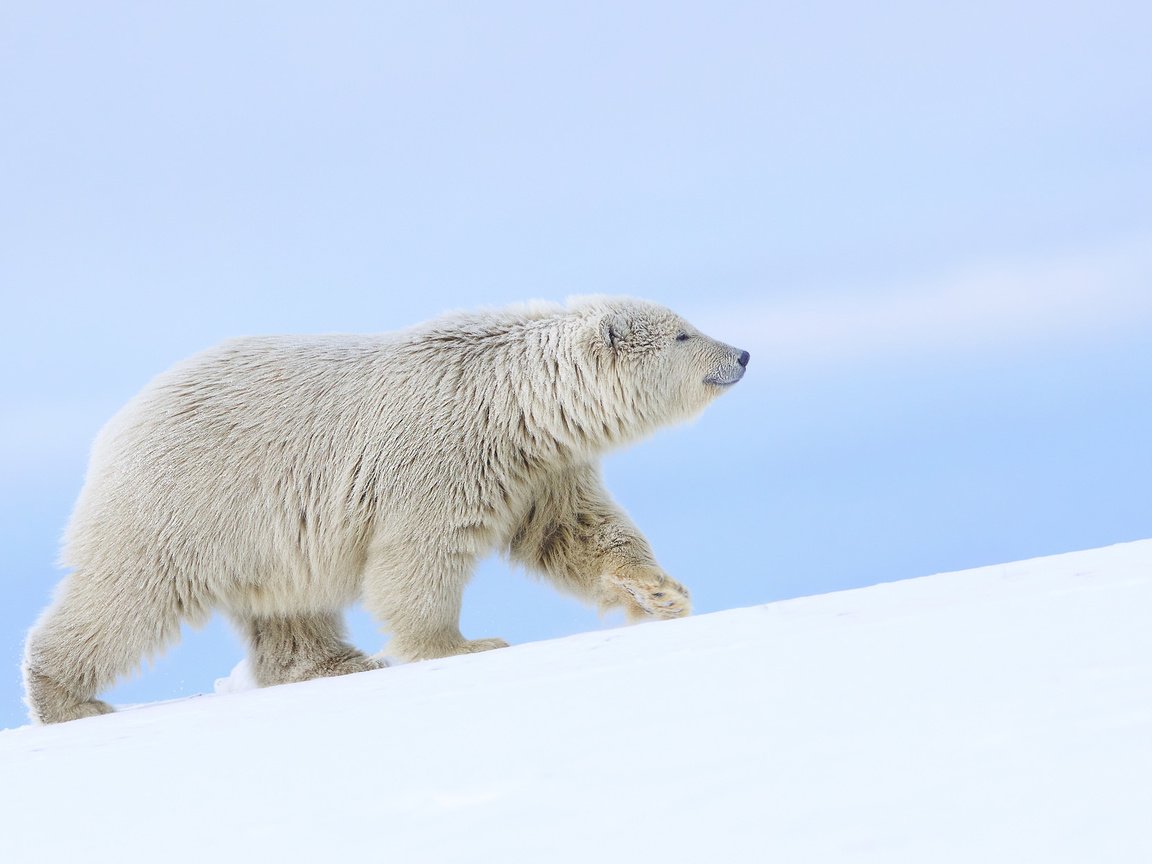 Обои снег, полярный медведь, медведь, белый медведь, аляска, snow, polar bear, bear, alaska разрешение 2048x1245 Загрузить