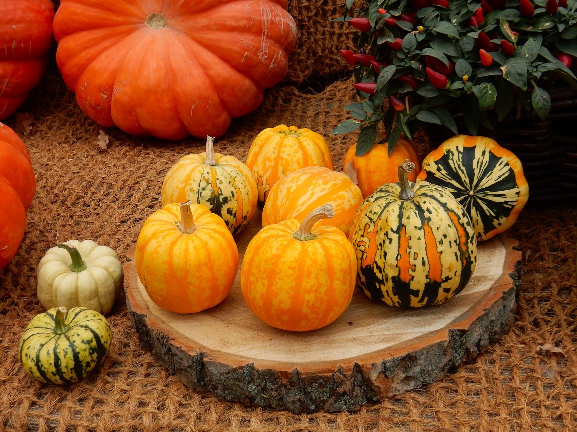 Обои урожай, овощи, тыквы, тыква, плоды осени, harvest, vegetables, pumpkin, fruits fall разрешение 4608x3456 Загрузить