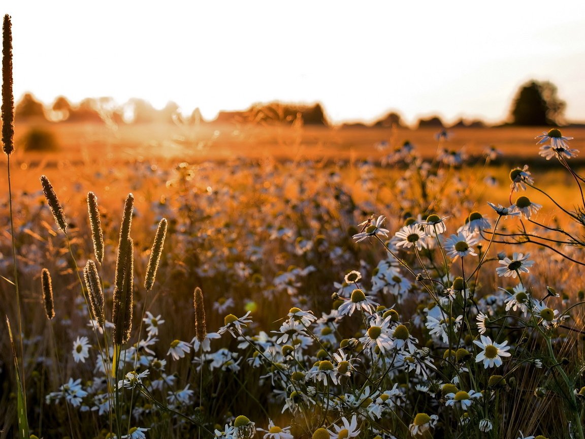 Обои цветы, поле, лето, ромашки, flowers, field, summer, chamomile разрешение 2560x1600 Загрузить