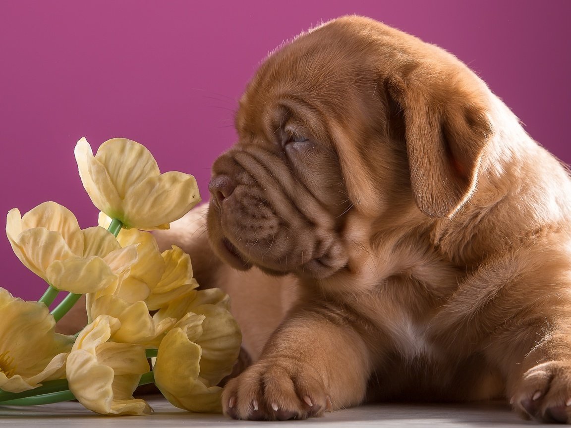 Обои цветы, щенок, профиль, порода, бордоский дог, flowers, puppy, profile, breed, dogue de bordeaux разрешение 3000x1897 Загрузить