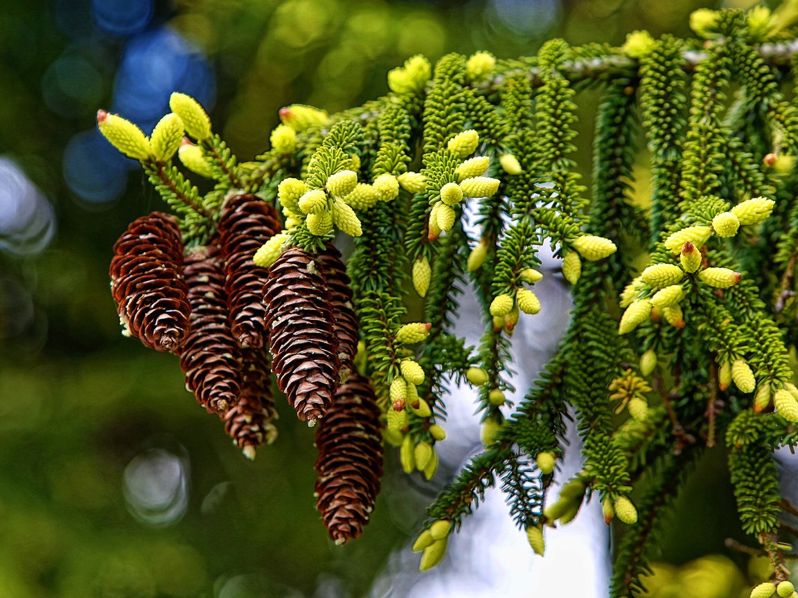 Обои ветка, макро, шишки, branch, macro, bumps разрешение 2000x1561 Загрузить