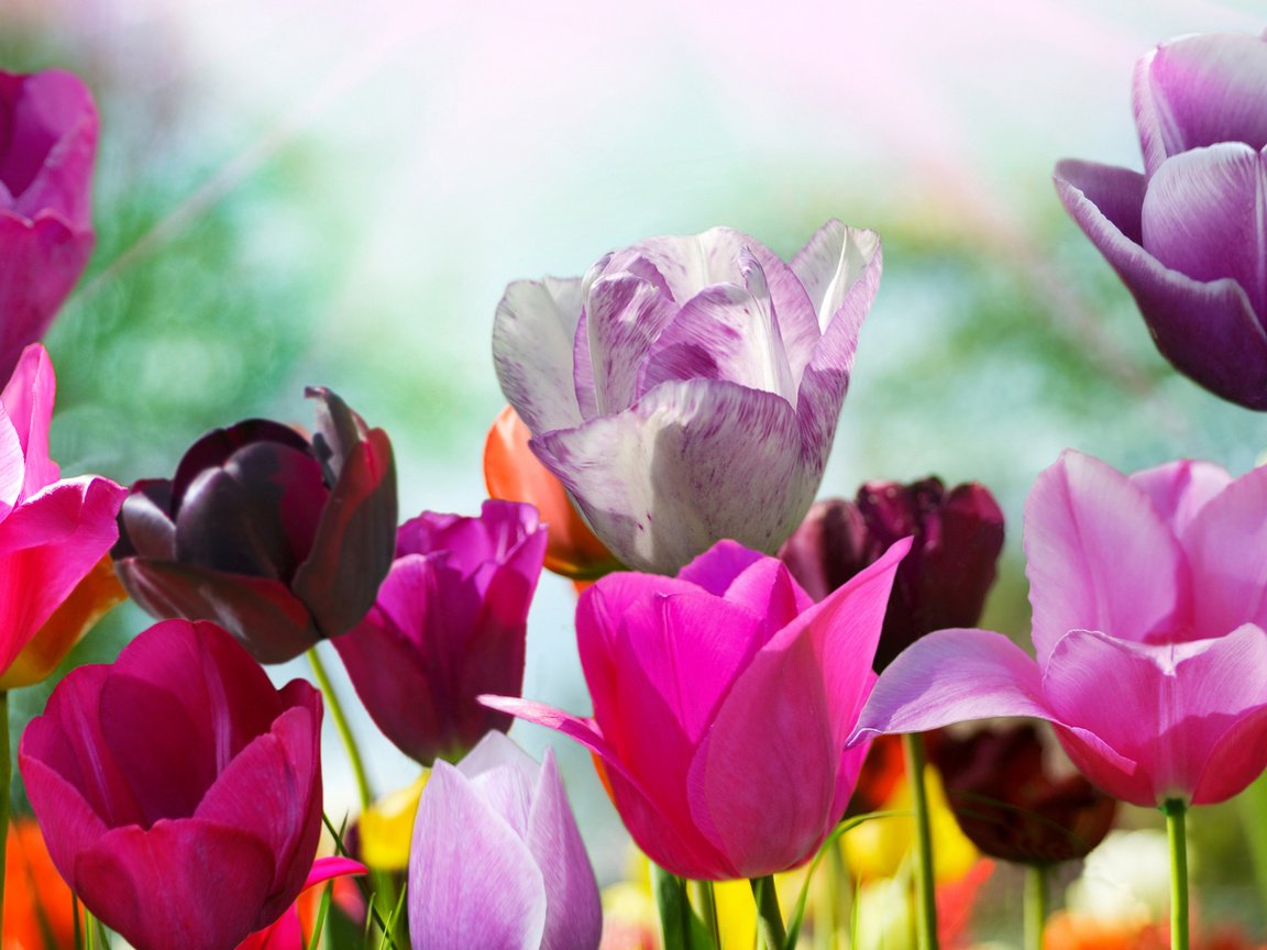 Обои цветы, бутоны, разноцветные, тюльпаны, цветочки, flowers, buds, colorful, tulips разрешение 1920x1080 Загрузить