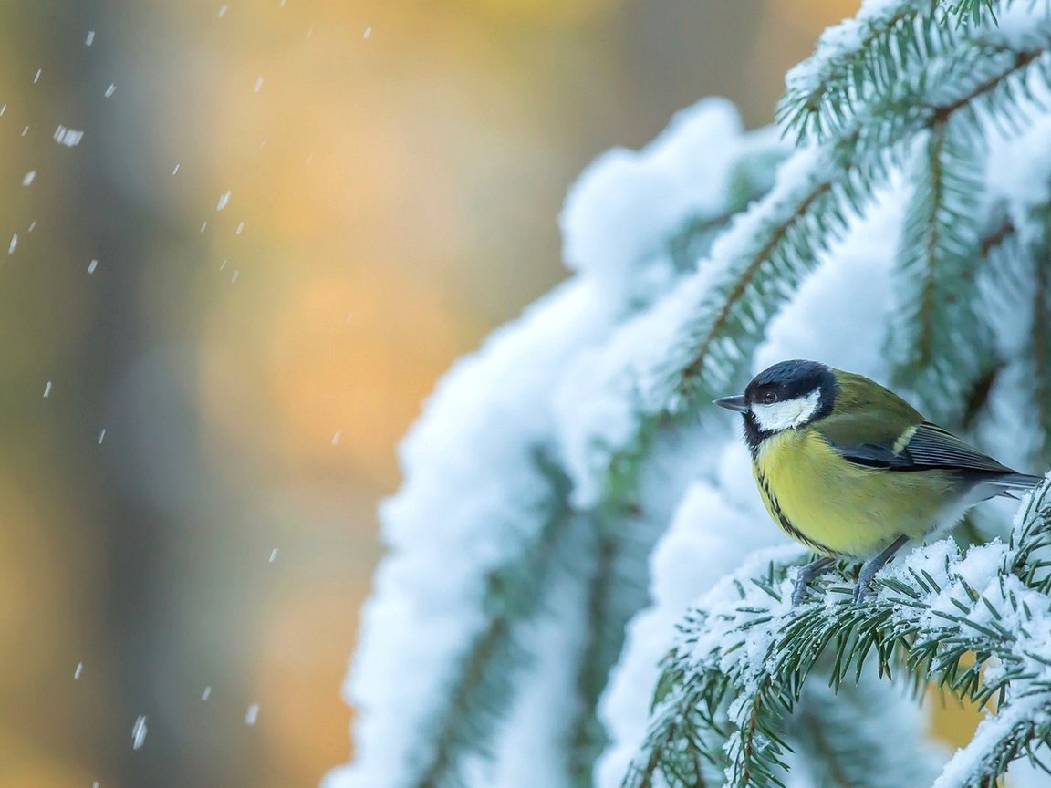 Обои снег, дерево, зима, птица, ель, синица, еловая ветка, snow, tree, winter, bird, spruce, tit, spruce branch разрешение 1920x1170 Загрузить