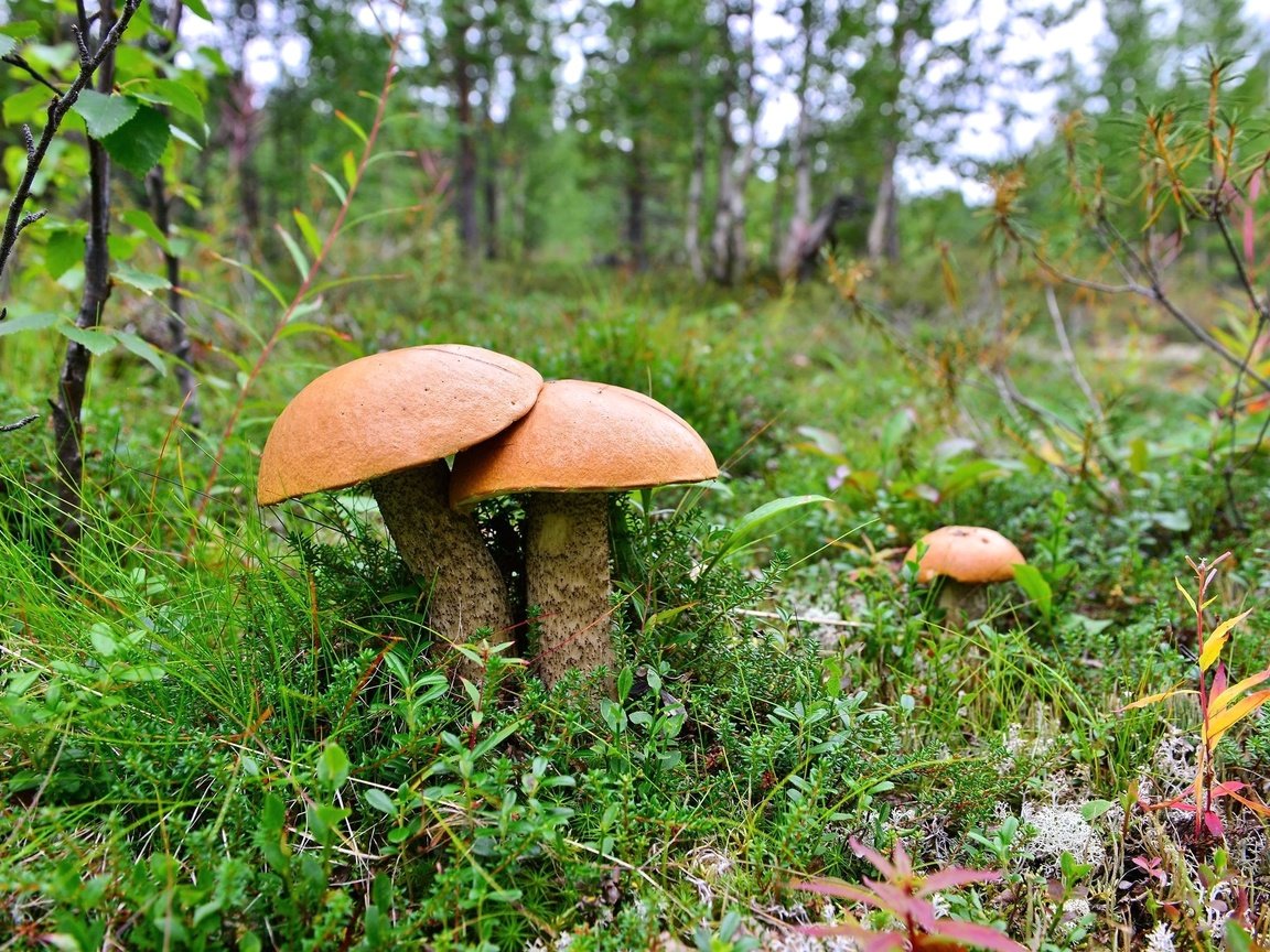 Обои трава, грибы, трио, grass, mushrooms, trio разрешение 2048x1366 Загрузить