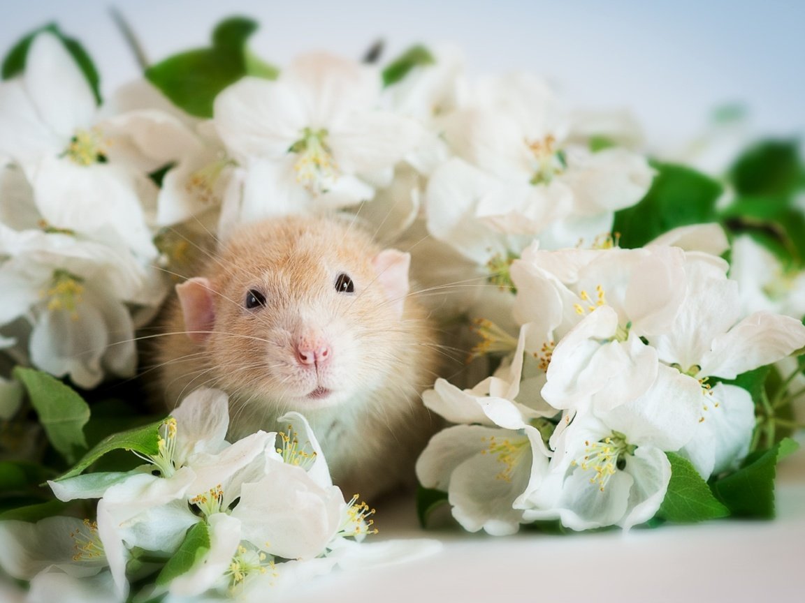 Обои цветы, мордочка, хомяк, flowers, muzzle, hamster разрешение 1920x1285 Загрузить