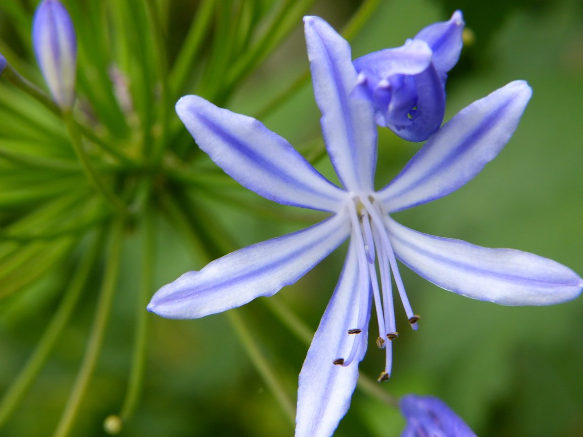 Обои цветок, лепестки, тычинки, агапантус, flower, petals, stamens, agapanthus разрешение 4000x3000 Загрузить