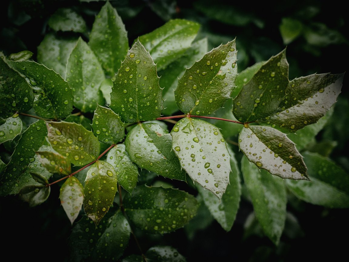 Обои вода, дерево, листья, ветки, капли, зеленые, water, tree, leaves, branches, drops, green разрешение 2048x1368 Загрузить