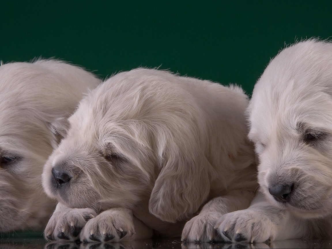 Обои щенки, малыши, трио, золотистый ретривер, puppies, kids, trio, golden retriever разрешение 3000x1667 Загрузить