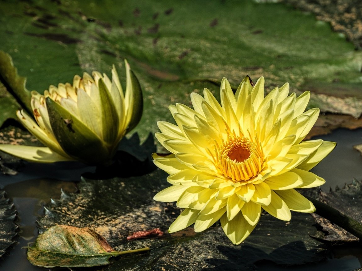 Обои вода, жёлтая, нимфея, водяная лилия, water, yellow, nymphaeum, water lily разрешение 1920x1220 Загрузить