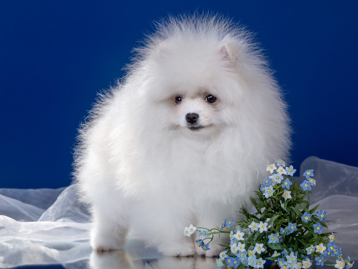 Обои цветы, пушистый, белый, щенок, шпиц, flowers, fluffy, white, puppy, spitz разрешение 2400x1507 Загрузить