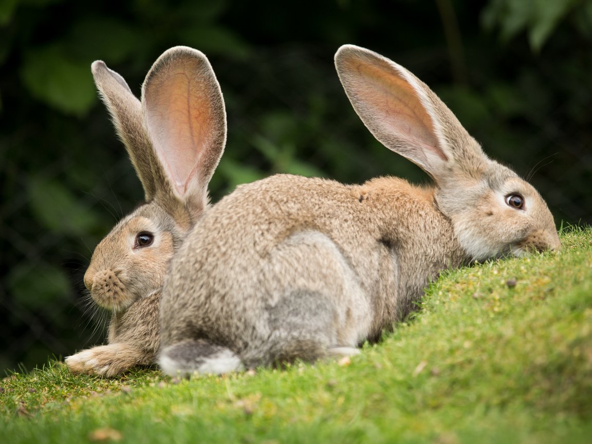 Обои трава, пара, кролики, grass, pair, rabbits разрешение 5184x3456 Загрузить