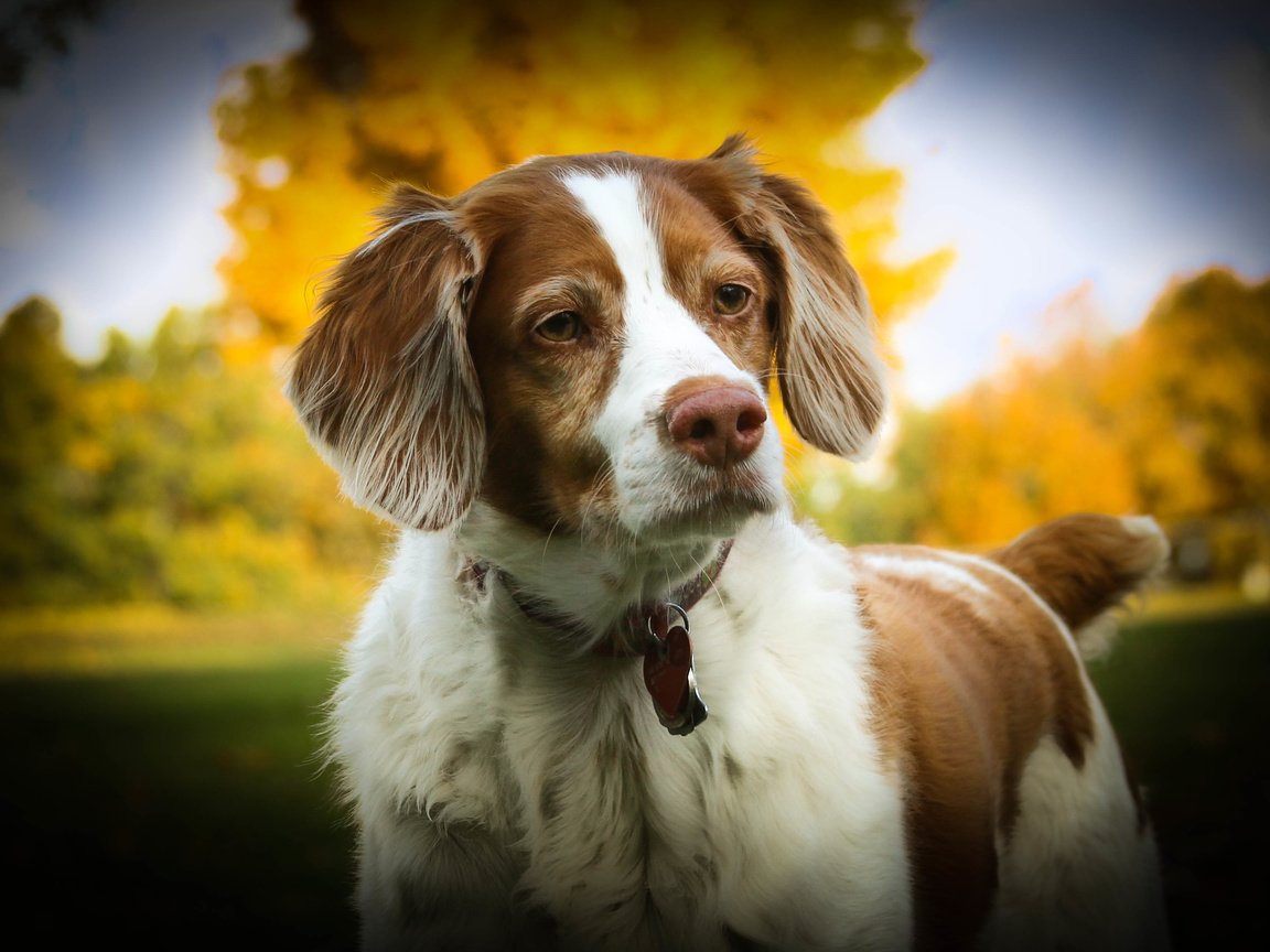 Обои собака, спаниель, dog, spaniel разрешение 3691x2461 Загрузить