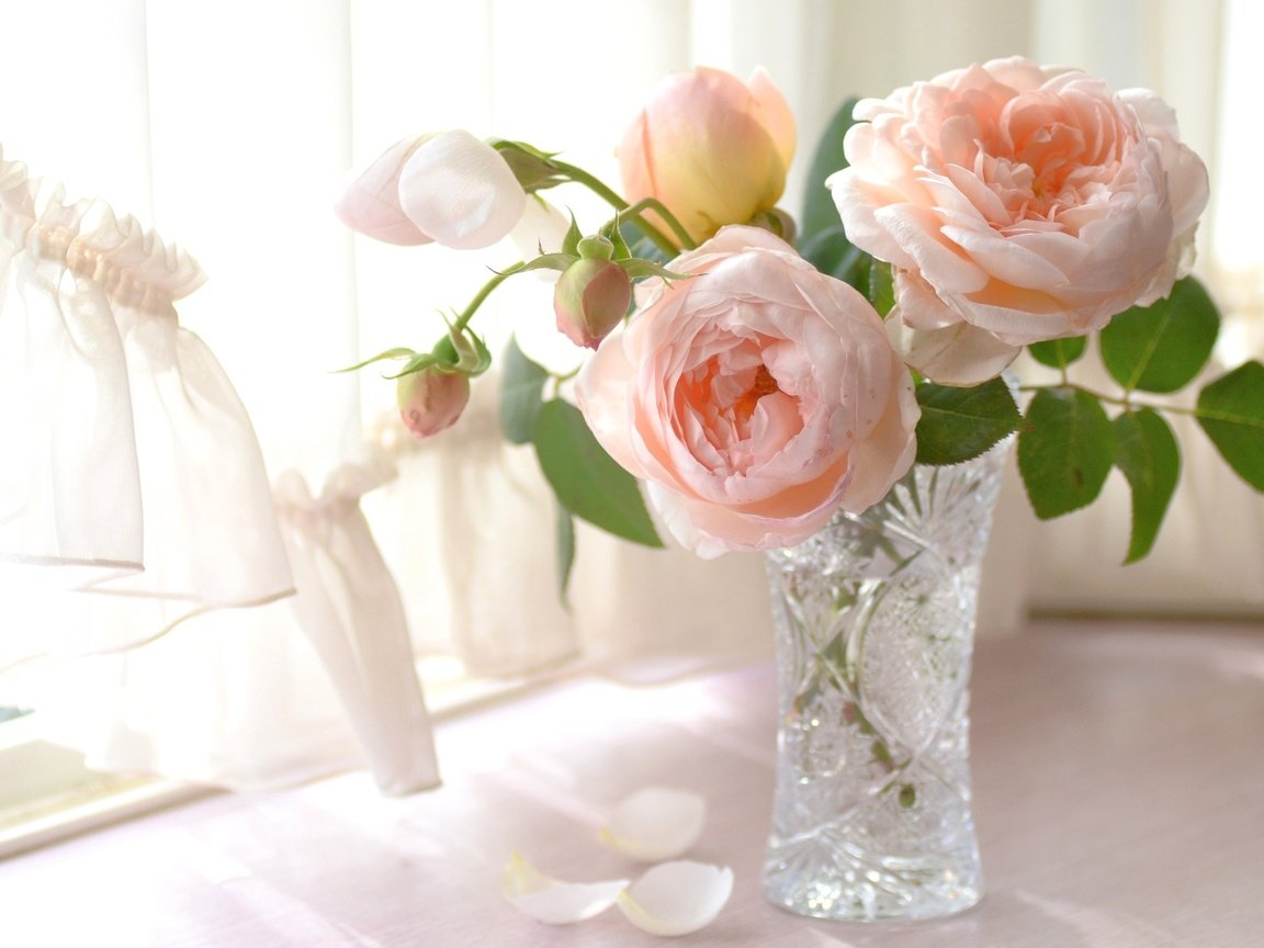 Обои свет, розы, лепестки, окно, нежность, ваза, light, roses, petals, window, tenderness, vase разрешение 2048x1338 Загрузить