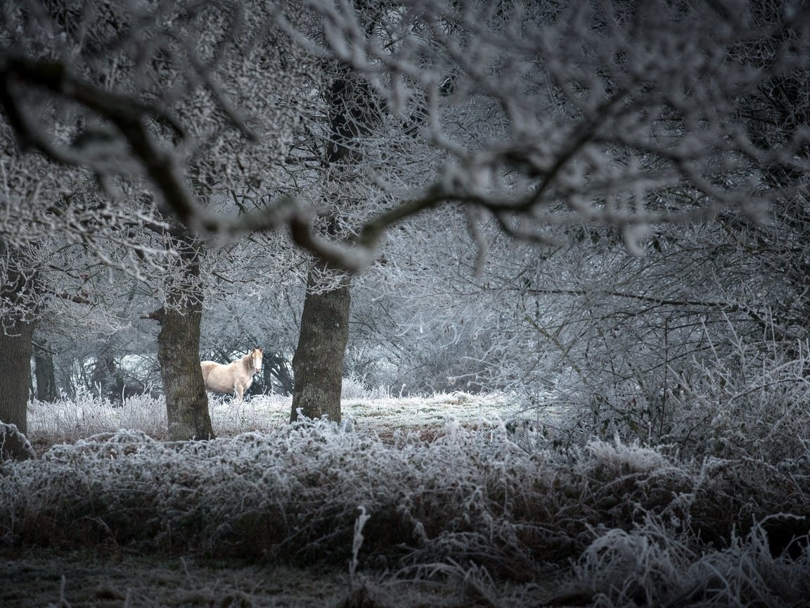 Обои природа, зима, конь, nature, winter, horse разрешение 2560x1709 Загрузить