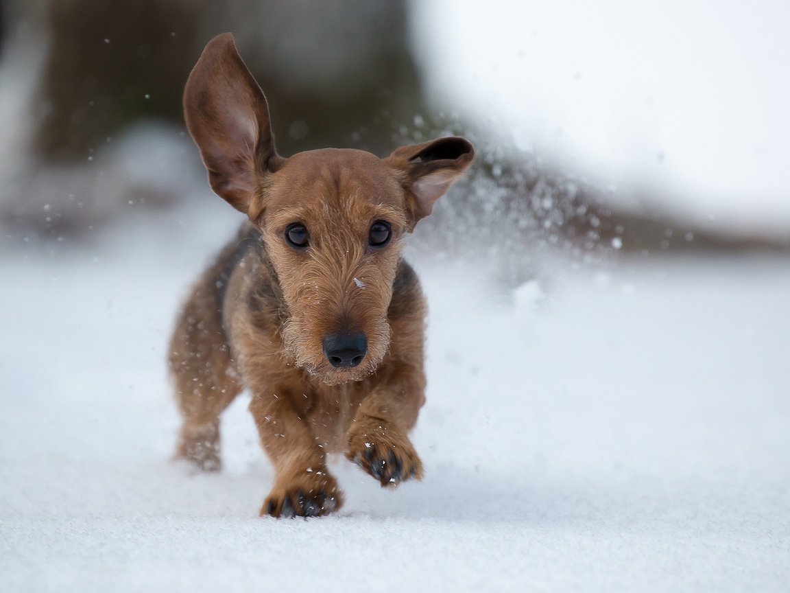 Обои снег, зима, собака, прогулка, snow, winter, dog, walk разрешение 2048x1365 Загрузить