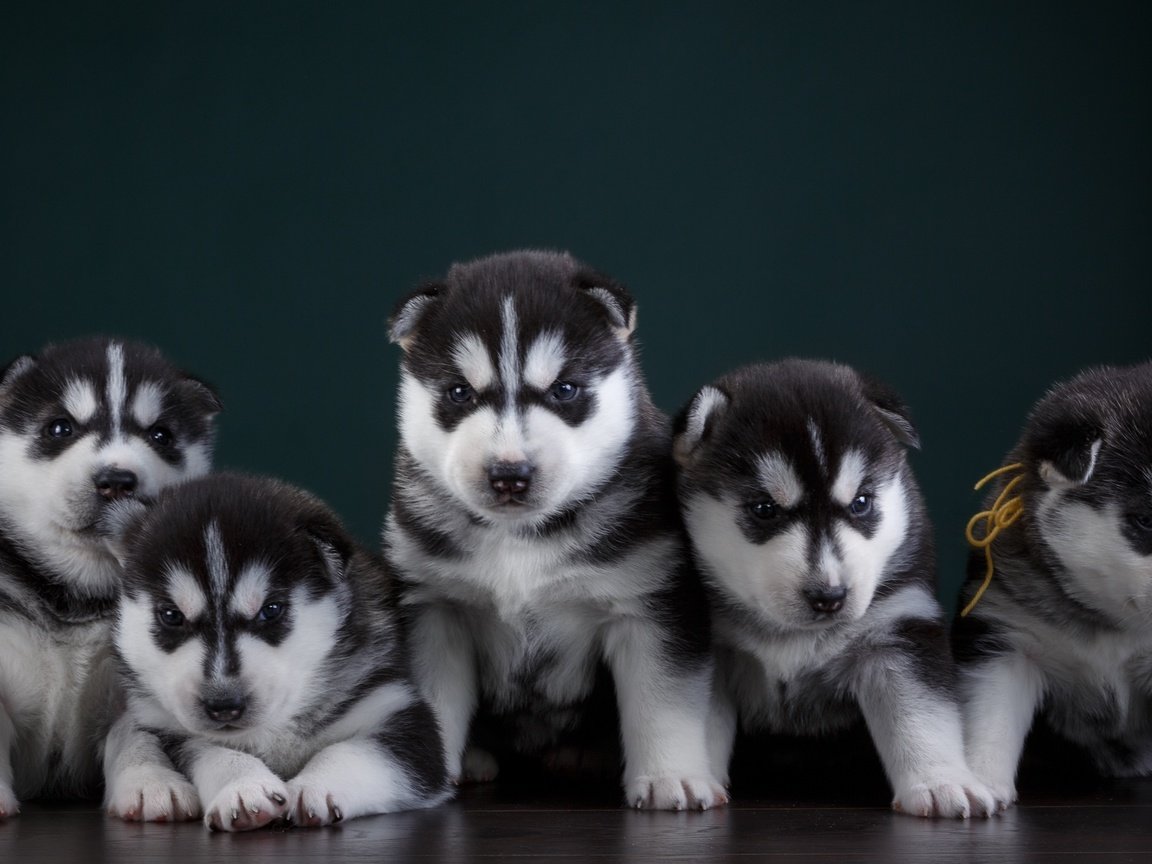 Обои хаски, щенки, собаки, квинтет, husky, puppies, dogs, quintet разрешение 3000x1778 Загрузить