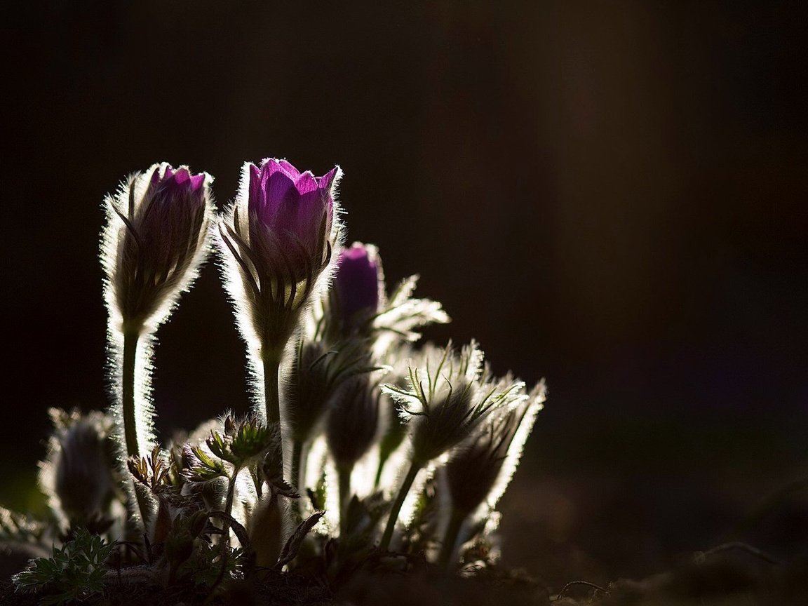 Обои цветы, природа, фон, весна, сон-трава, прострел, flowers, nature, background, spring, sleep-grass, cross разрешение 2048x1218 Загрузить