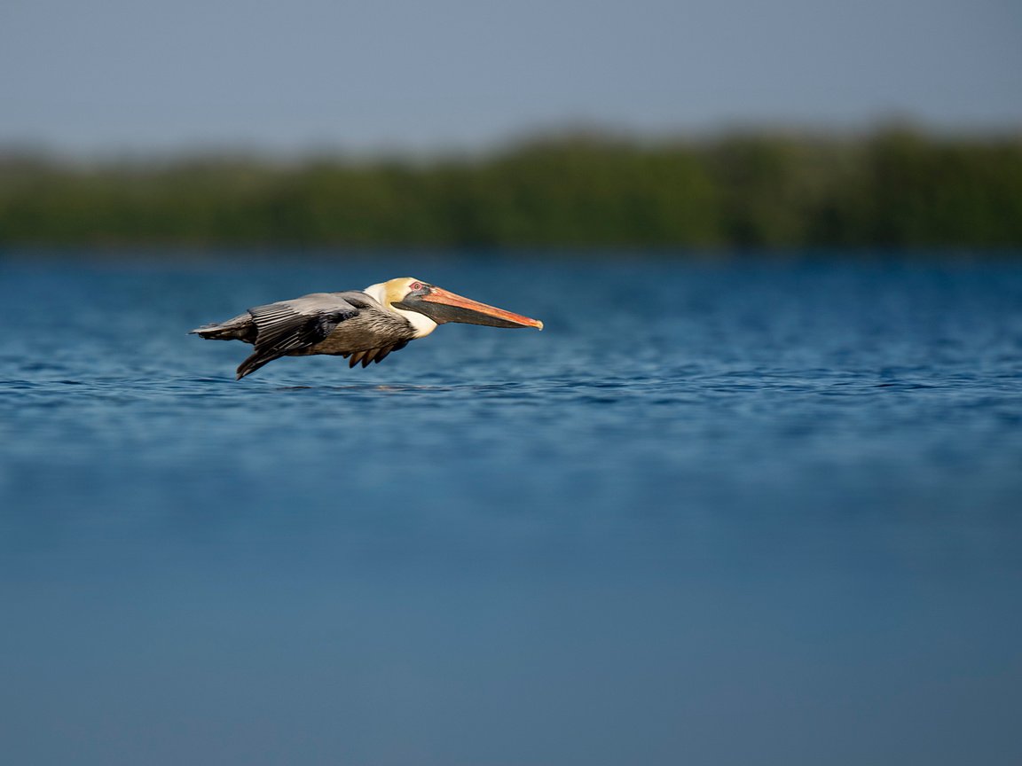 Обои полет, птица, пеликан, ray hennessy, flight, bird, pelican разрешение 3518x2342 Загрузить