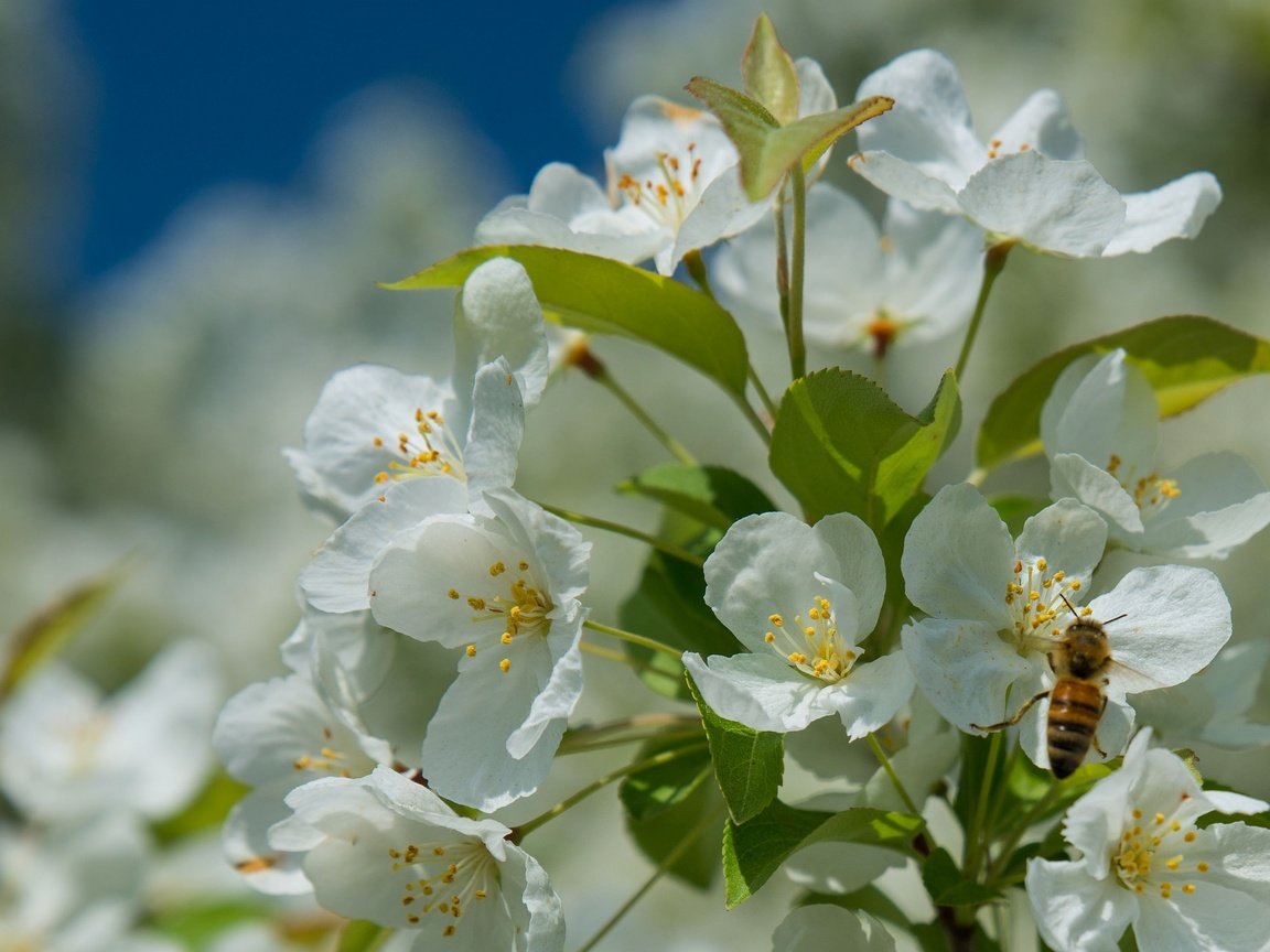 Обои дерево, цветение, насекомое, весна, пчела, tree, flowering, insect, spring, bee разрешение 2048x1376 Загрузить