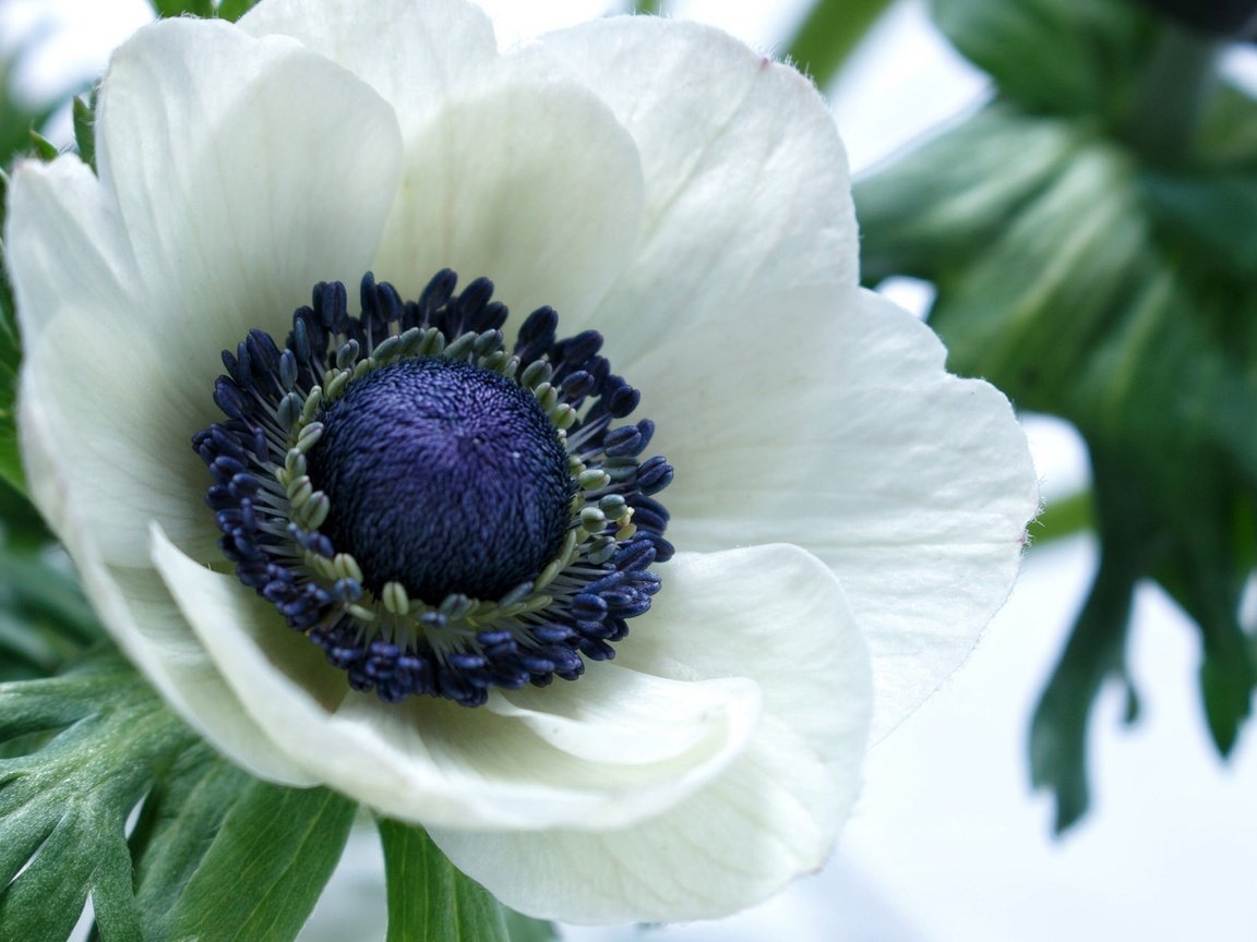 Обои макро, цветок, лепестки, белый, анемон, macro, flower, petals, white, anemone разрешение 2048x1365 Загрузить