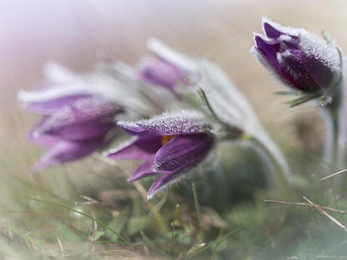 Обои цветы, пушистый, анемон, сон-трава, прострел, flowers, fluffy, anemone, sleep-grass, cross разрешение 2048x1365 Загрузить