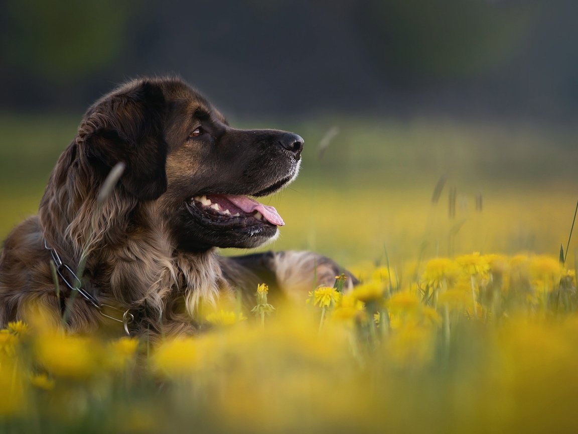 Обои цветы, природа, собака, профиль, животное, одуванчики, пес, flowers, nature, dog, profile, animal, dandelions разрешение 2048x1366 Загрузить