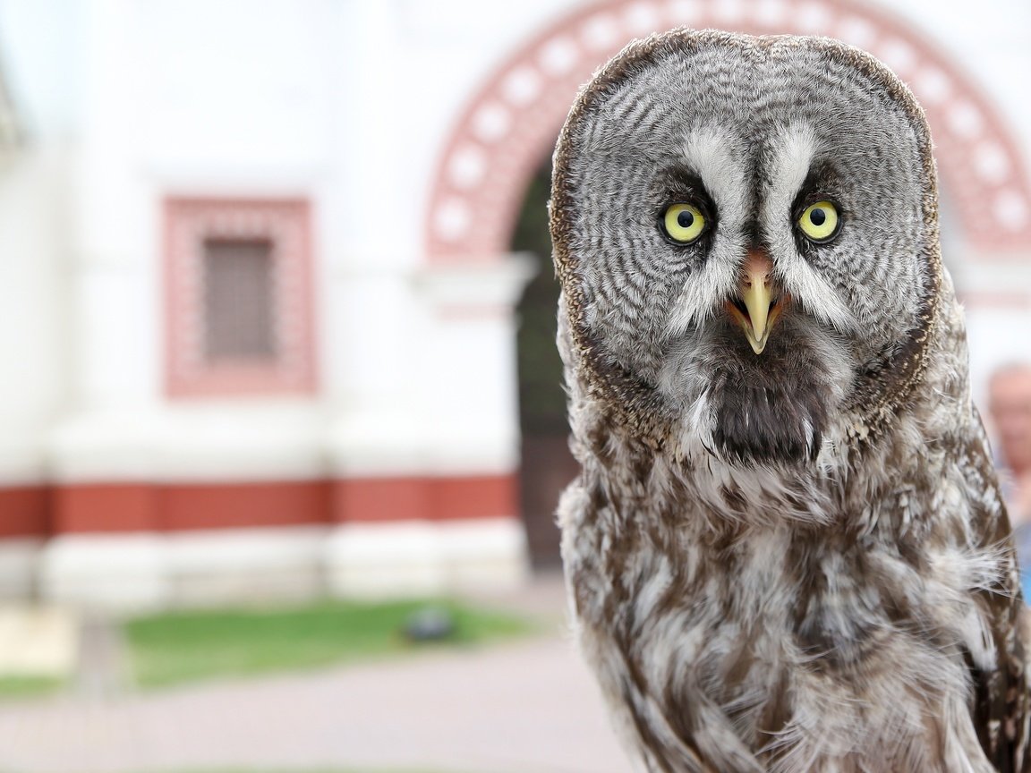 Обои сова, птица, клюв, перья, филин, неясыть, владимир милосердов, owl, bird, beak, feathers, vladimir miloserdov разрешение 3000x2551 Загрузить