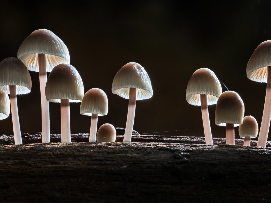 Обои лес, макро, осень, грибы, sophiaspurgin, forest, macro, autumn, mushrooms разрешение 5241x2948 Загрузить