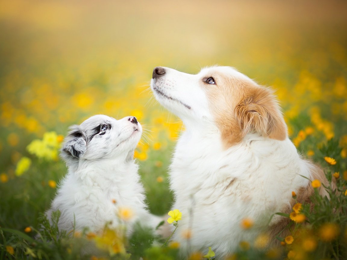 Обои цветы, природа, лето, щенок, собаки, бордер-колли, flowers, nature, summer, puppy, dogs, the border collie разрешение 2048x1365 Загрузить