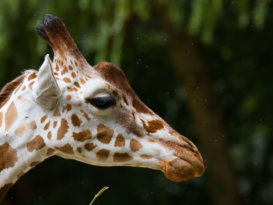 Обои морда, фон, пятна, профиль, уши, жираф, рожки, face, background, spot, profile, ears, giraffe, horns разрешение 2000x1265 Загрузить
