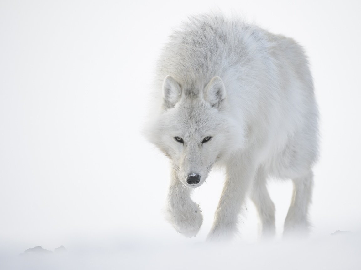 Обои снег, зима, белый, хищник, волк, полярный, snow, winter, white, predator, wolf, polar разрешение 2560x1600 Загрузить