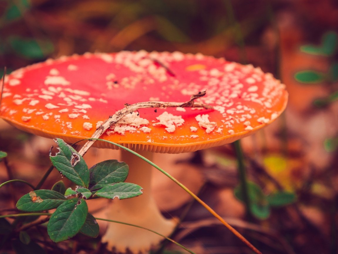 Обои природа, макро, осень, гриб, мухомор, nature, macro, autumn, mushroom разрешение 2555x1600 Загрузить