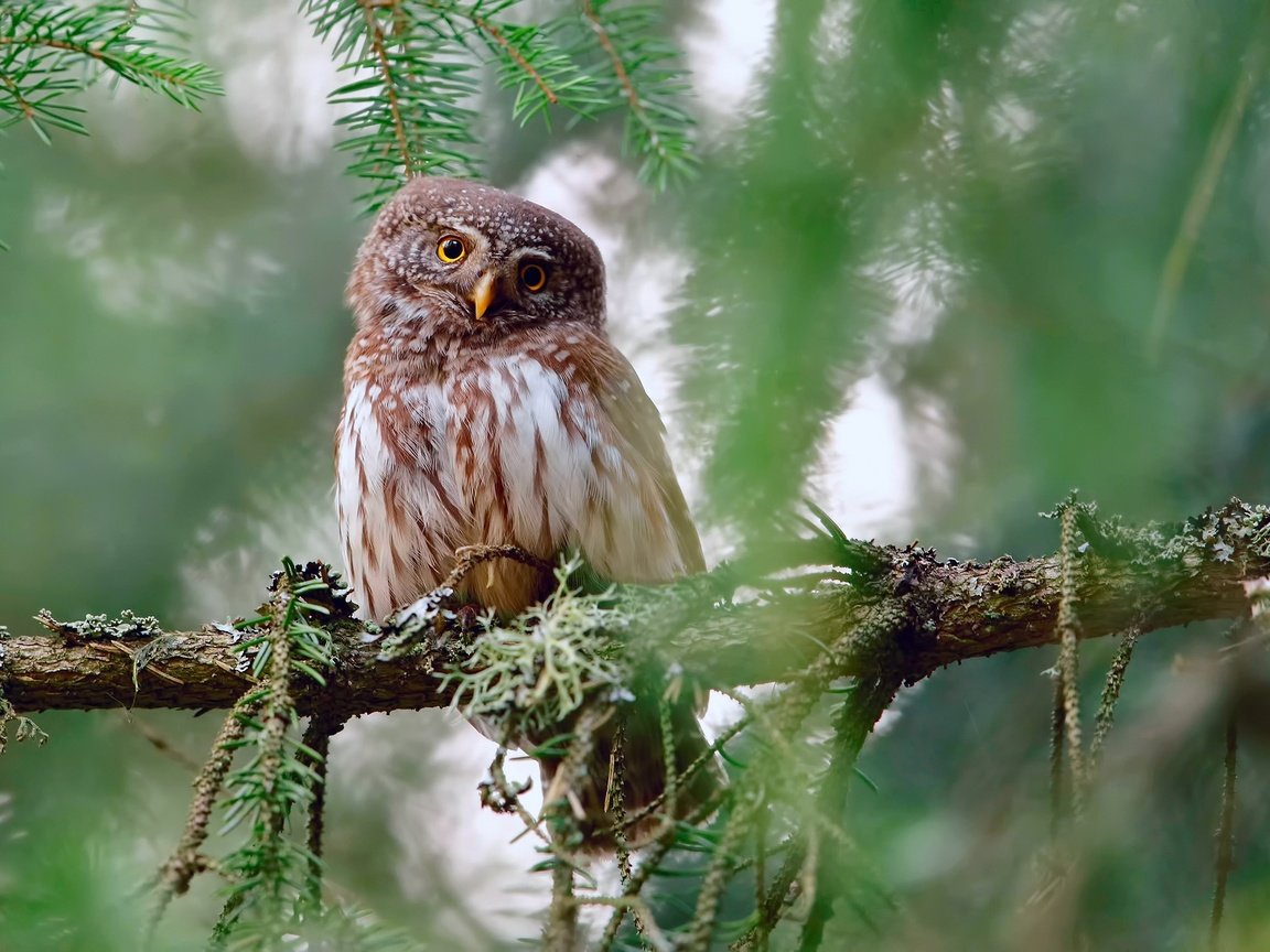 Обои сова, ветки, взгляд, птица, owl, branches, look, bird разрешение 2500x1563 Загрузить