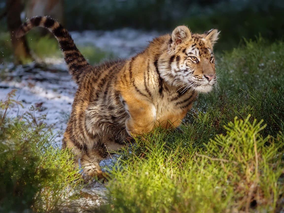 Обои тигр, прыжок, дикая кошка, амурский тигр, tiger, jump, wild cat, the amur tiger разрешение 2000x1429 Загрузить