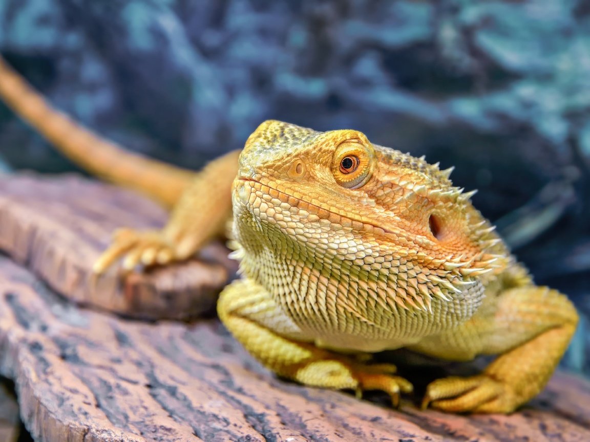 Обои макро, ящерица, бородатая агама, агама, олег богданов, macro, lizard, bearded agama, agama, oleg bogdanov разрешение 2560x1722 Загрузить