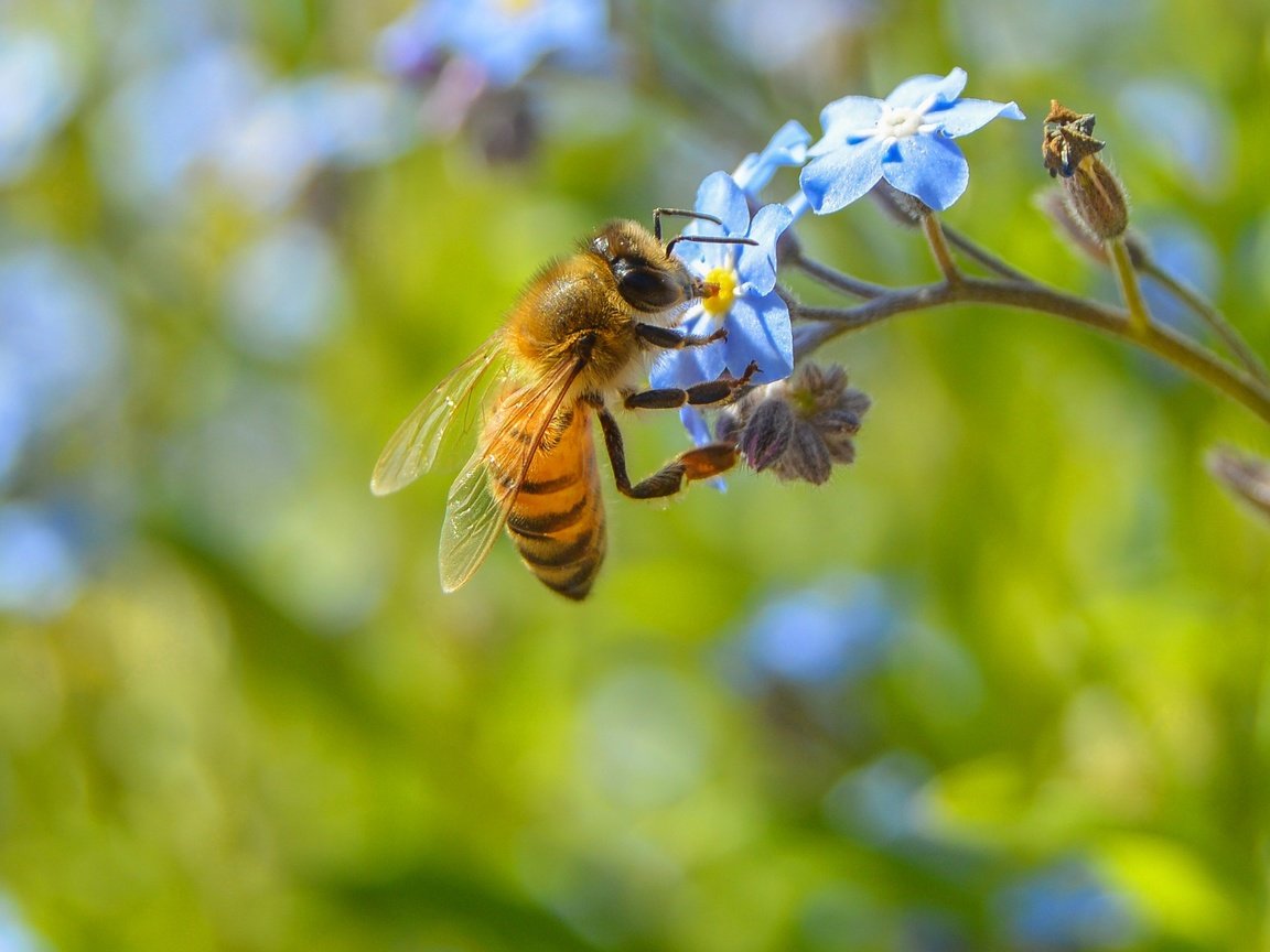 Обои цветы, макро, насекомое, растение, пчела, незабудка, flowers, macro, insect, plant, bee, forget-me-not разрешение 2560x1547 Загрузить