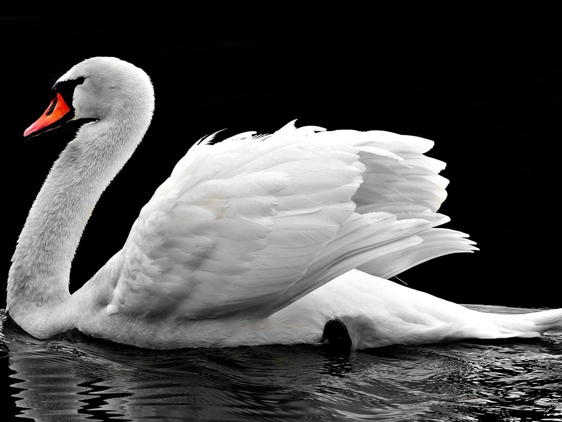 Обои вода, отражение, птица, клюв, черный фон, перья, лебедь, water, reflection, bird, beak, black background, feathers, swan разрешение 4000x2289 Загрузить