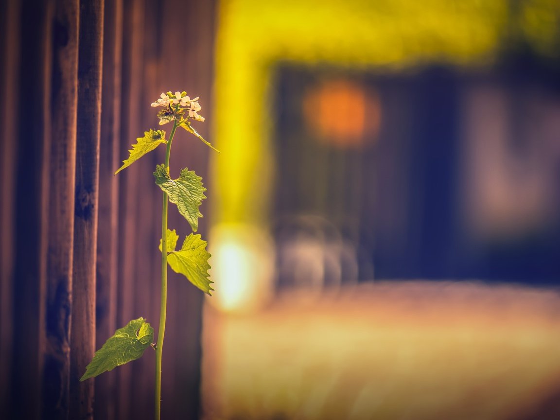 Обои трава, фон, забор, размытость, растение, grass, background, the fence, blur, plant разрешение 2560x1607 Загрузить