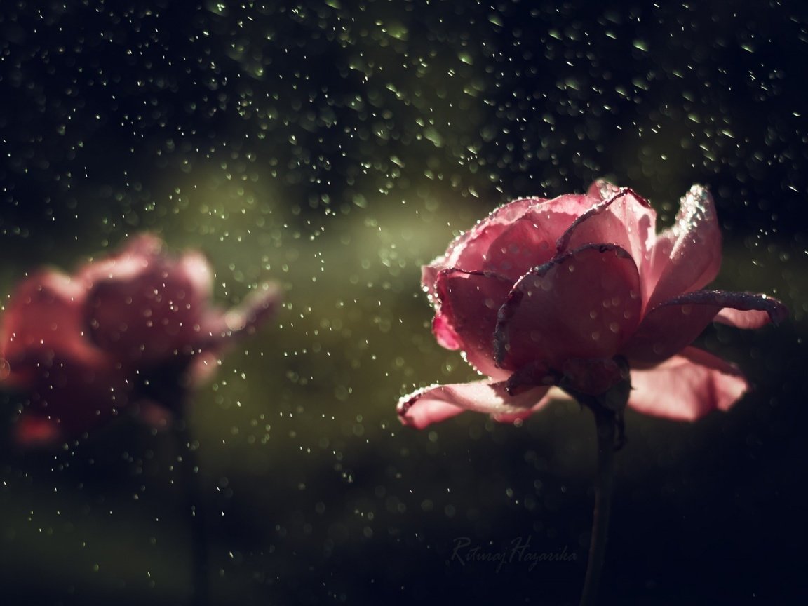 Обои цветы, капли, розы, лепестки, дождь, flowers, drops, roses, petals, rain разрешение 1920x1200 Загрузить