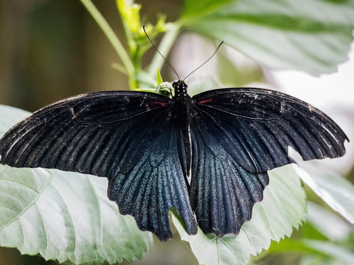 Обои природа, листья, насекомое, бабочка, крылья, nature, leaves, insect, butterfly, wings разрешение 6000x4000 Загрузить