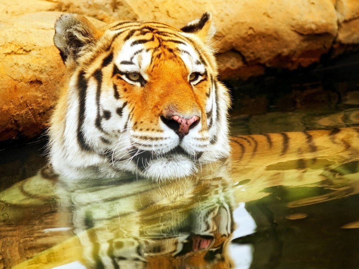 Обои тигр, морда, вода, усы, кошка, взгляд, хищник, tiger, face, water, mustache, cat, look, predator разрешение 1920x1200 Загрузить