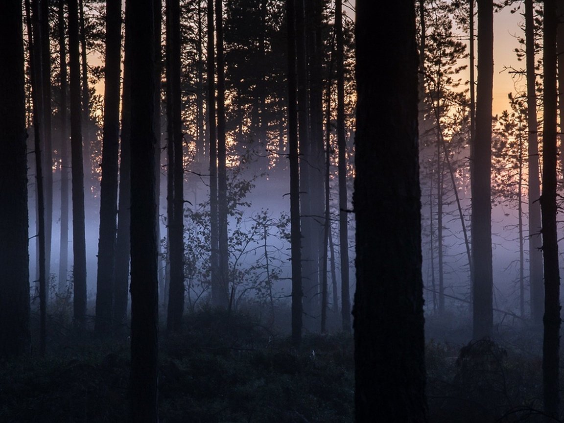 Обои ночь, деревья, природа, лес, туман, стволы, night, trees, nature, forest, fog, trunks разрешение 1920x1100 Загрузить