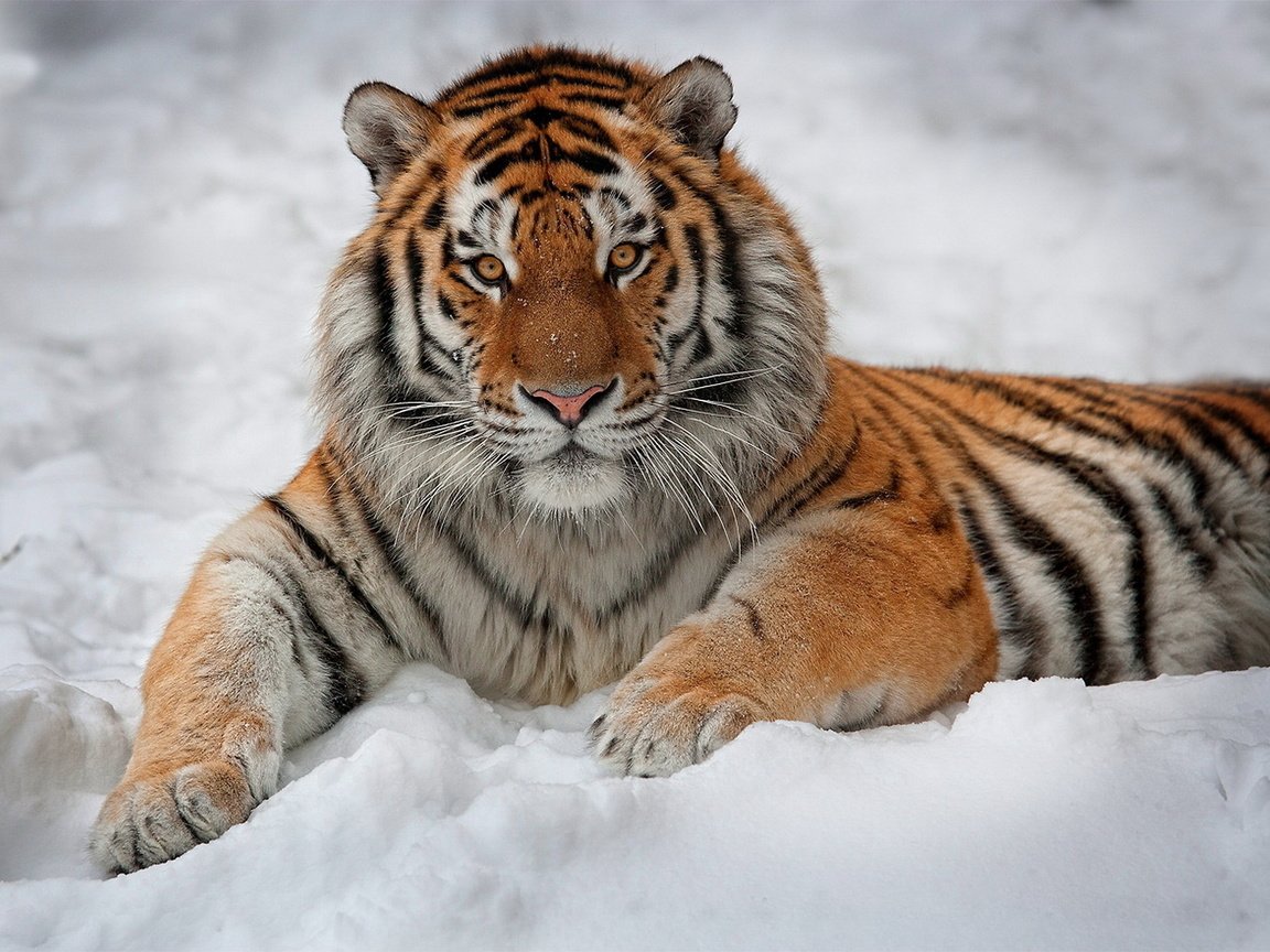 Обои тигр, амурский тигр, морда, снег, лапы, взгляд, лежит, хищник, большая кошка, tiger, the amur tiger, face, snow, paws, look, lies, predator, big cat разрешение 1920x1410 Загрузить