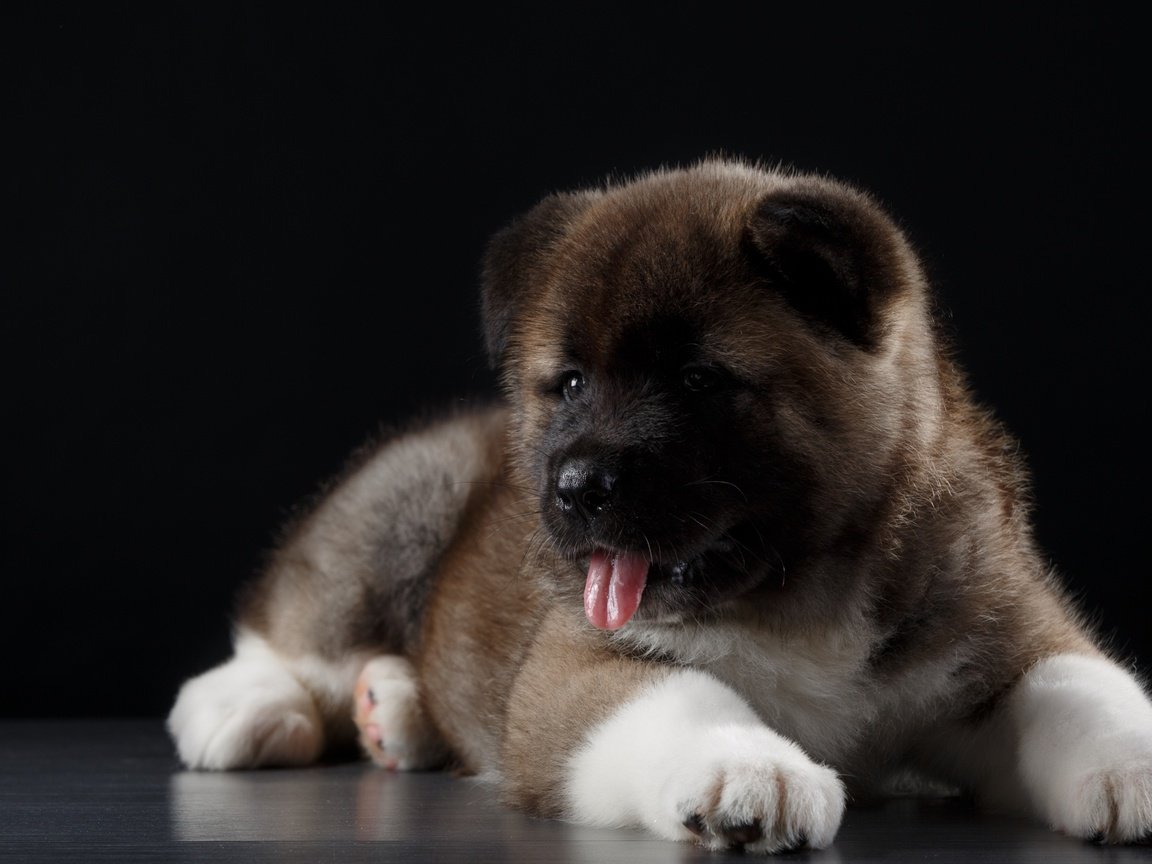 Обои собака, щенок, язык, американская акита, акита, dog, puppy, language, american akita, akita разрешение 2880x1800 Загрузить