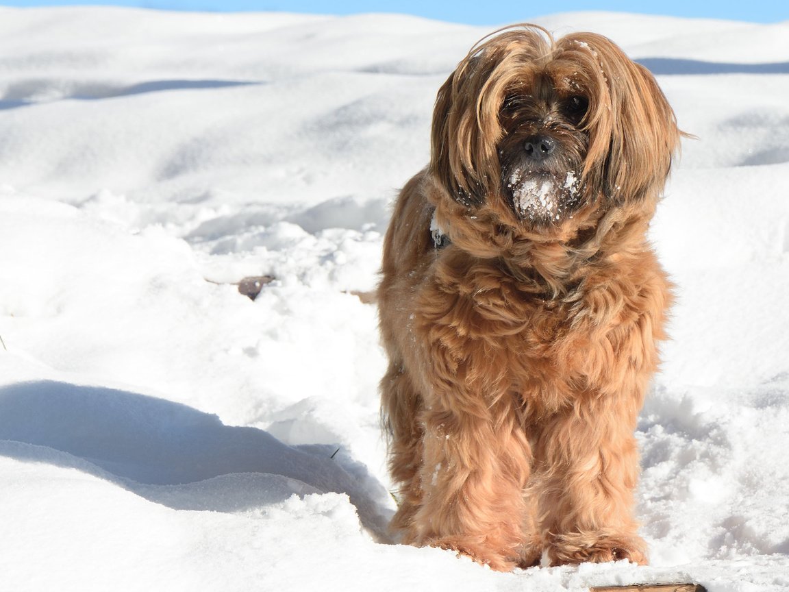 Обои снег, зима, мордочка, взгляд, собака, тибетский терьер, snow, winter, muzzle, look, dog, the tibetan terrier разрешение 2880x1800 Загрузить