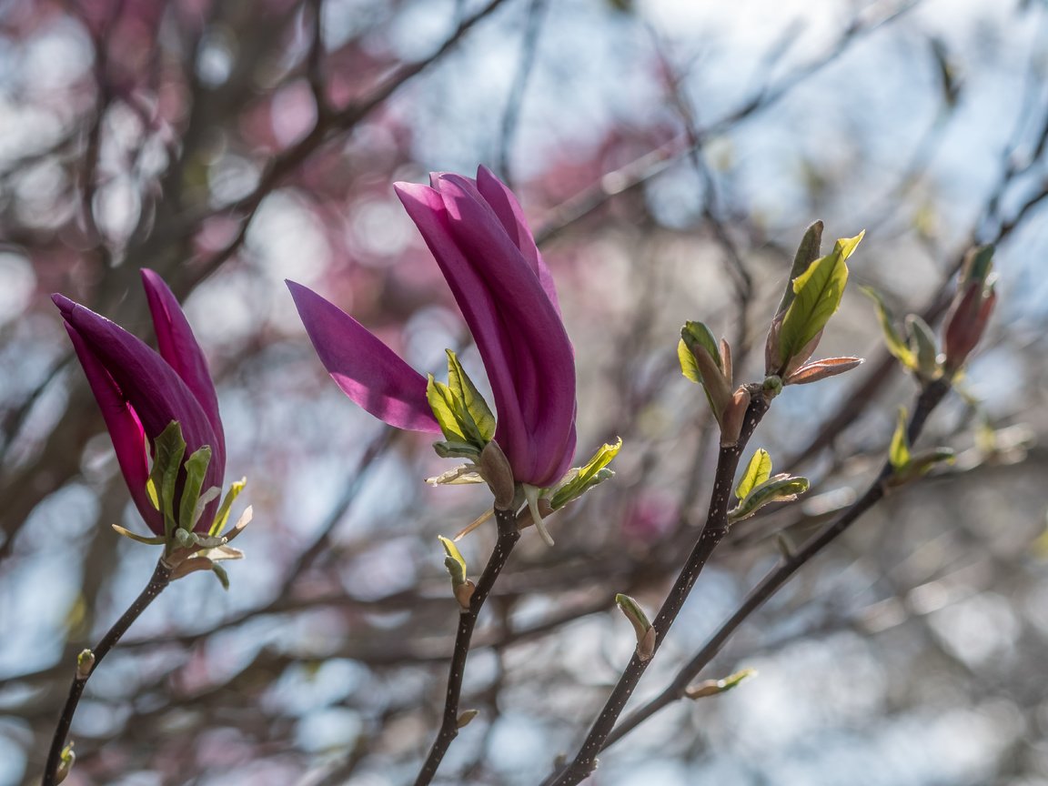 Обои цветение, ветки, весна, магнолия, flowering, branches, spring, magnolia разрешение 6000x4000 Загрузить