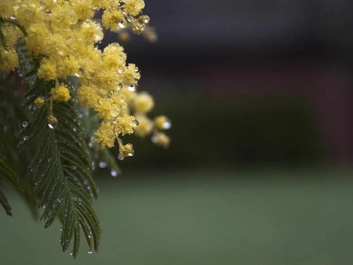 Обои цветы, ветка, листья, капли, весна, мимоза, акация серебристая, flowers, branch, leaves, drops, spring, mimosa, acacia silver разрешение 1920x1200 Загрузить