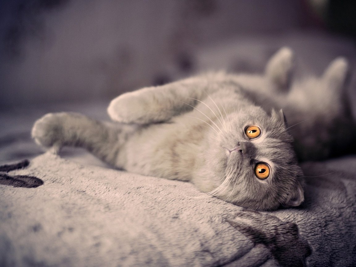 Обои кот, кошка, взгляд, котенок, кровать, лежа, британская короткошерстная, оранжевые глаза, cat, look, kitty, bed, lying, british shorthair, orange eyes разрешение 1920x1200 Загрузить