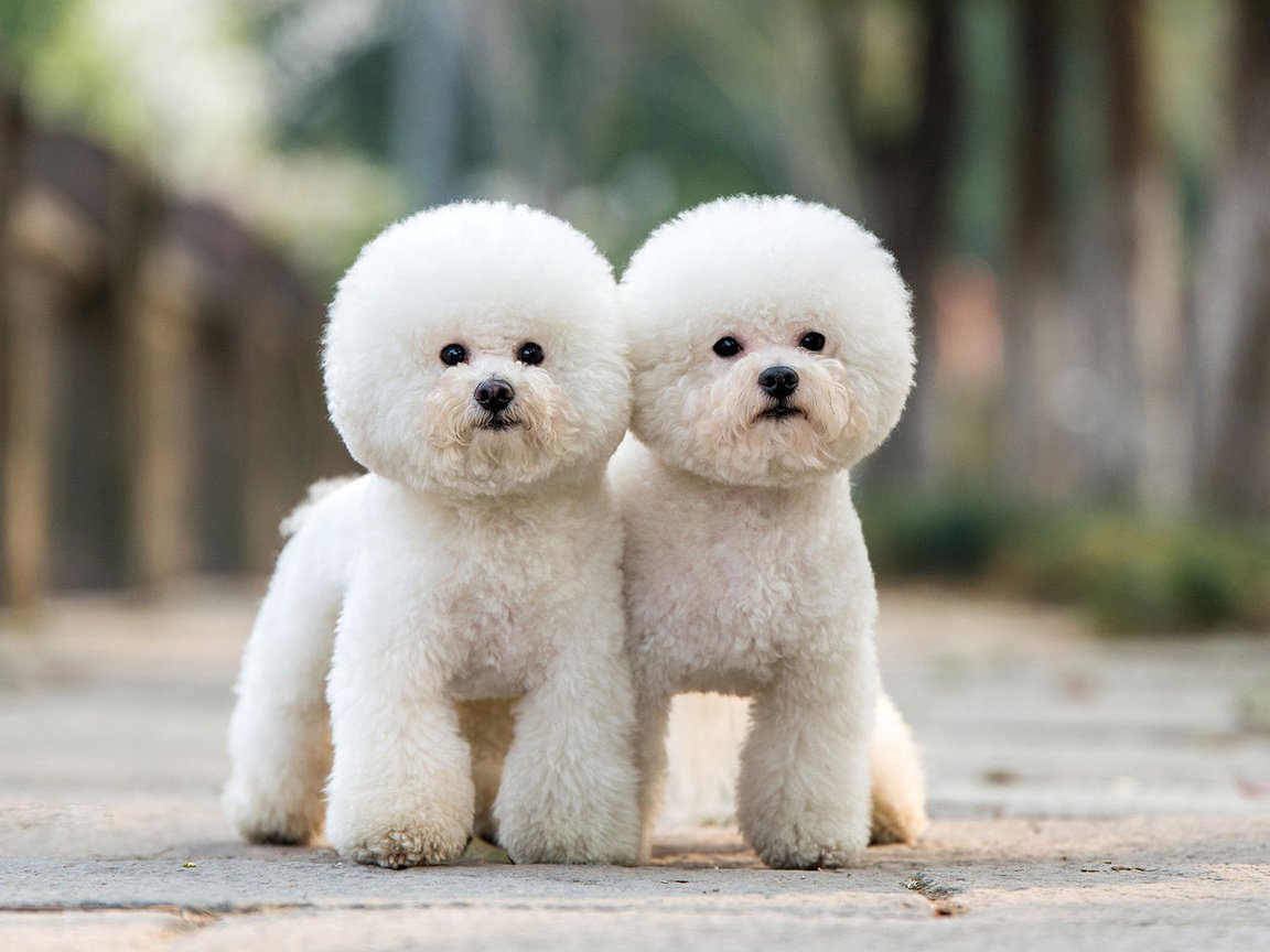 Обои взгляд, пудель, собаки, мордочки, бишон фризе, look, poodle, dogs, faces, bichon frise разрешение 1920x1200 Загрузить