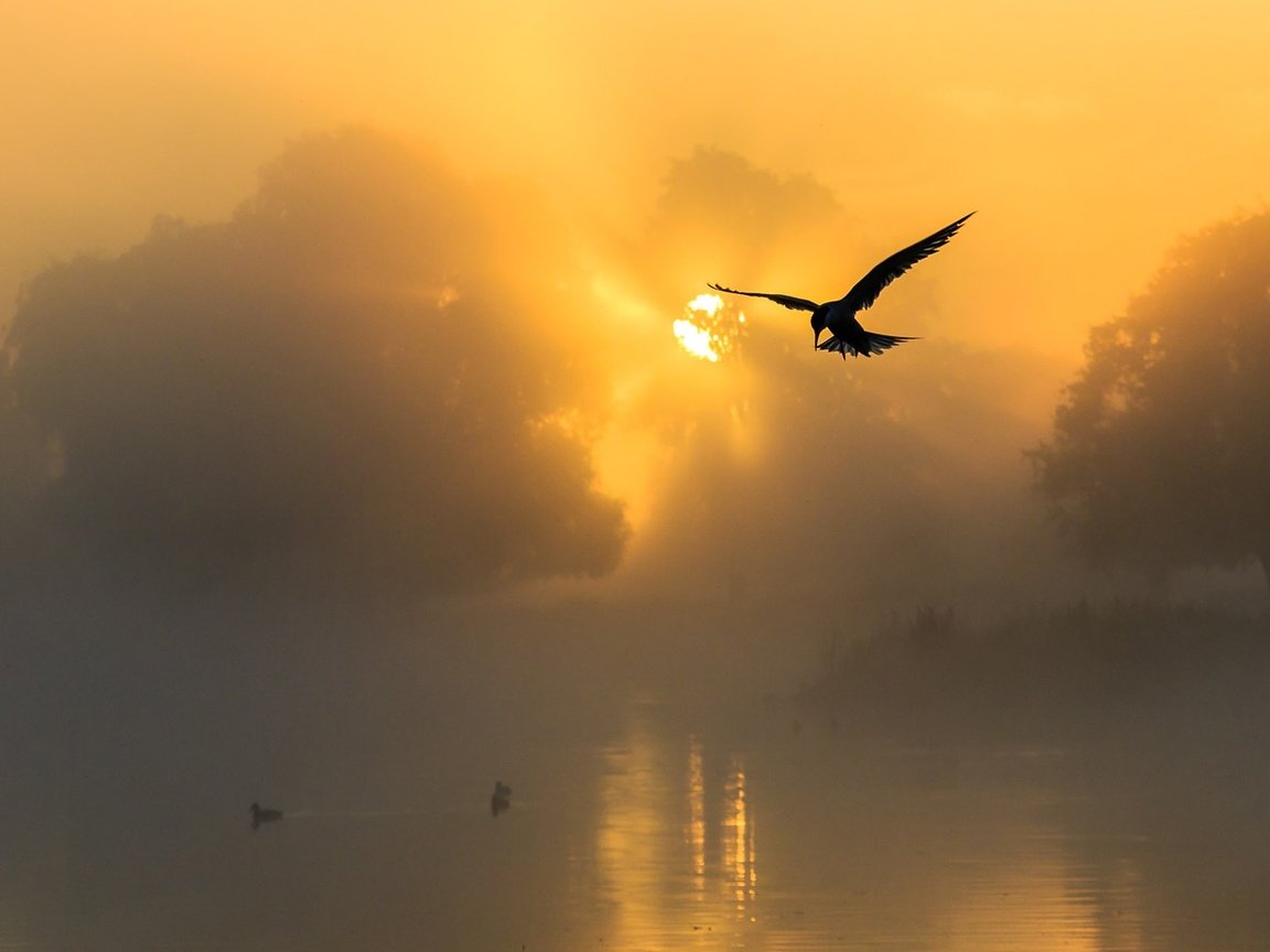 Обои солнце, природа, закат, море, чайка, птицы, силуэт, the sun, nature, sunset, sea, seagull, birds, silhouette разрешение 1920x1200 Загрузить